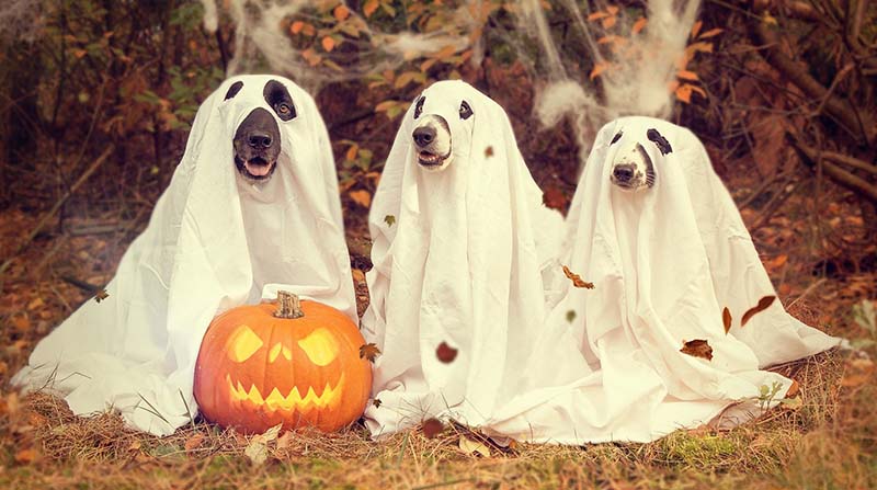 Mascotas disfrazadas en Halloween